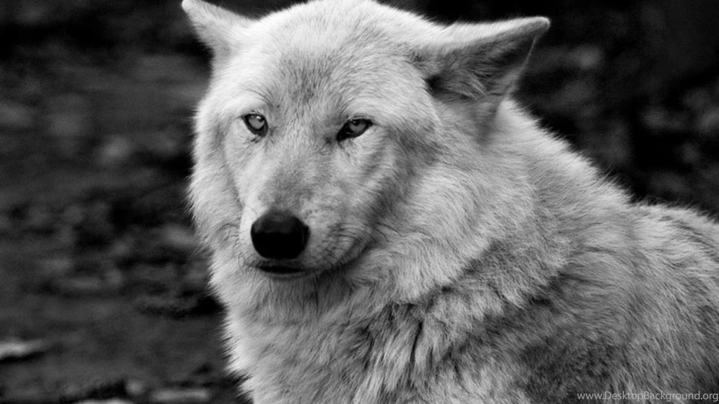 Lone White Wolf Wallpapers (