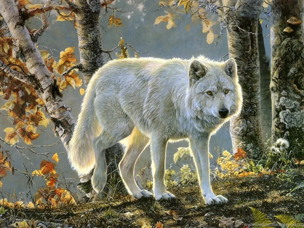 WHITE WOLF WALLPAPER (