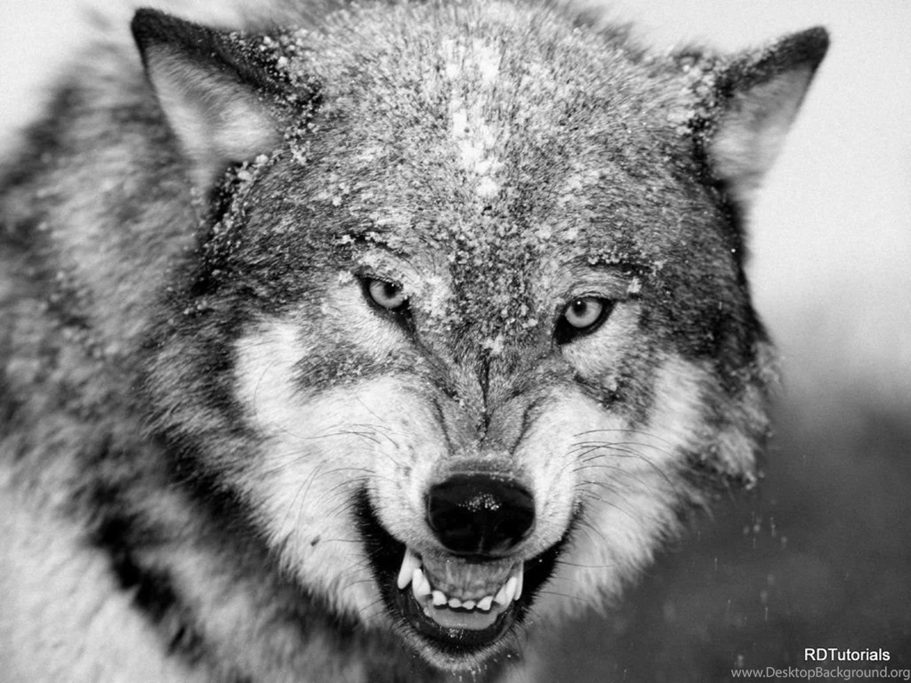Black And White Wolf Pictures   Desktop Backgrounds