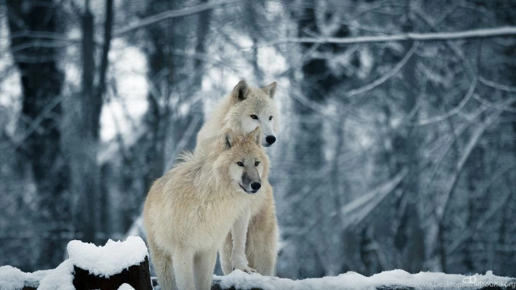 White Wolves Wallpapers By Cluster5020 On DeviantArt