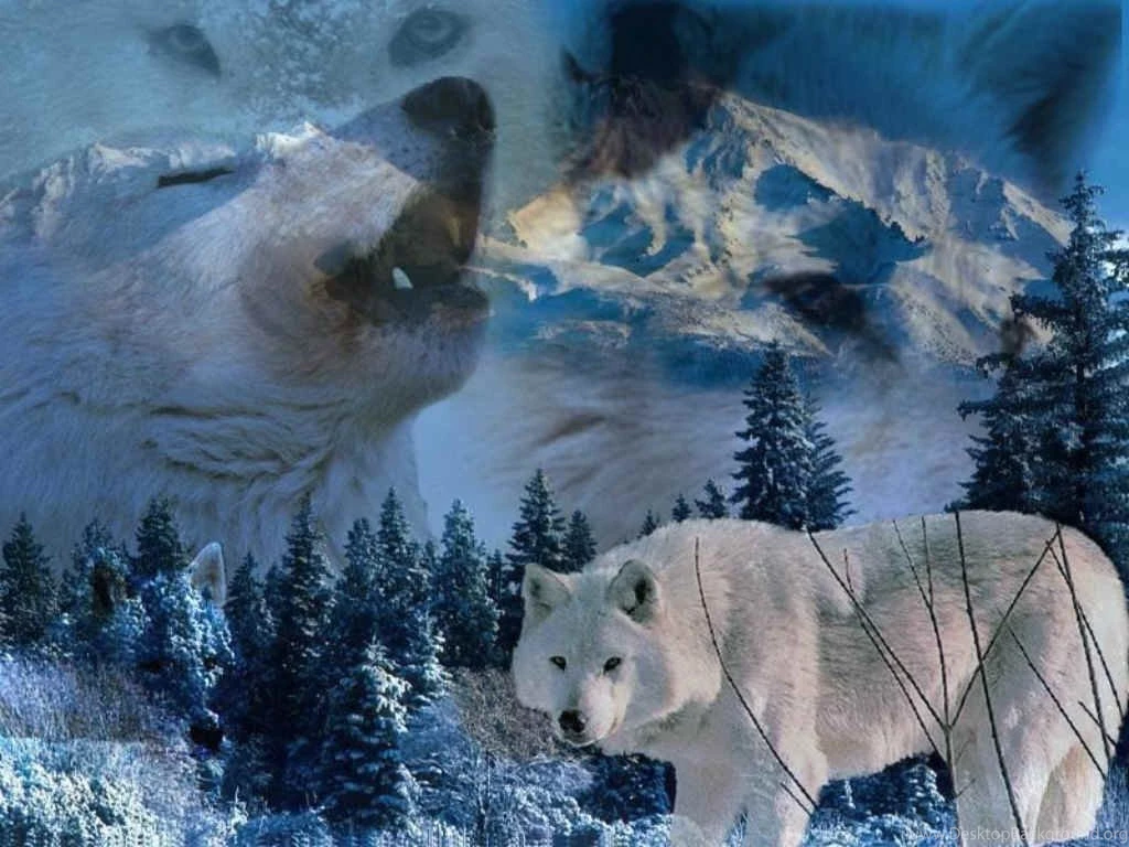 White Wolf Wallpapers Pictures Your Top HD Wallpapers