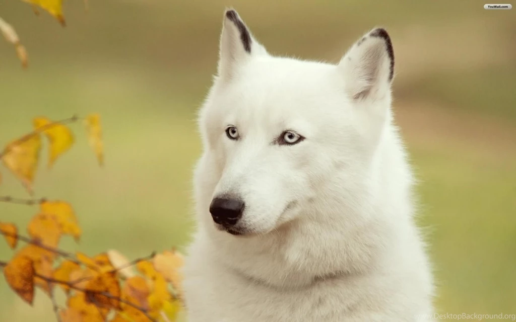 YouWall   White Wolf Wallpapers   Wallpaper,wallpapers,free ...