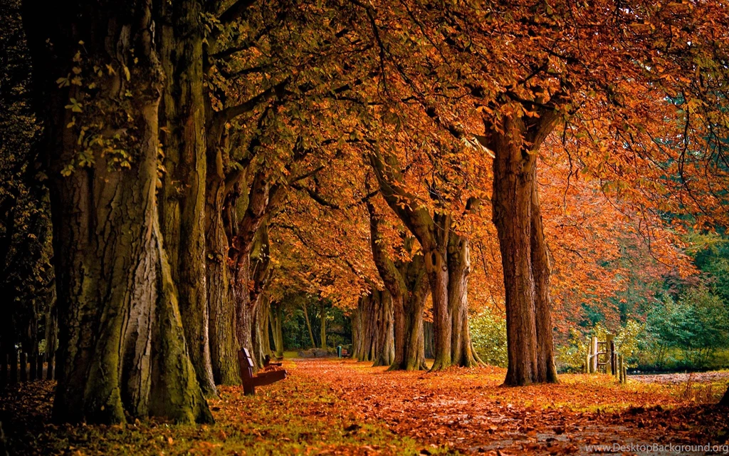 Fall Computer Wallpapers Hd Wallpapers Inn