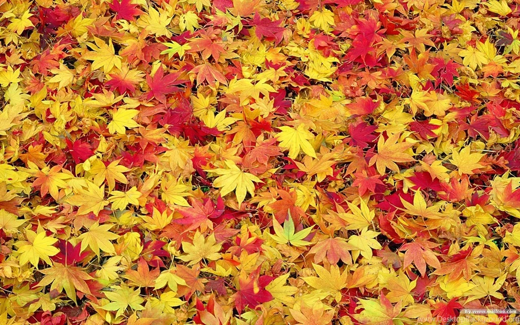 Download Fall Desktop Wallpaper Widescreen.jpg