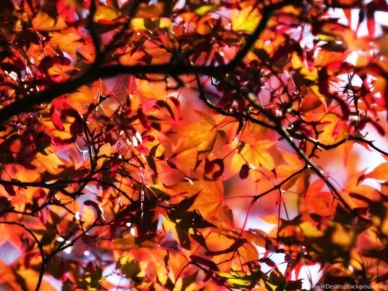 Golden Leaves   Fall Backgrounds Wallpapers