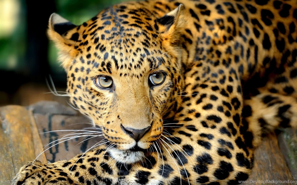 109 Leopard HD Wallpapers