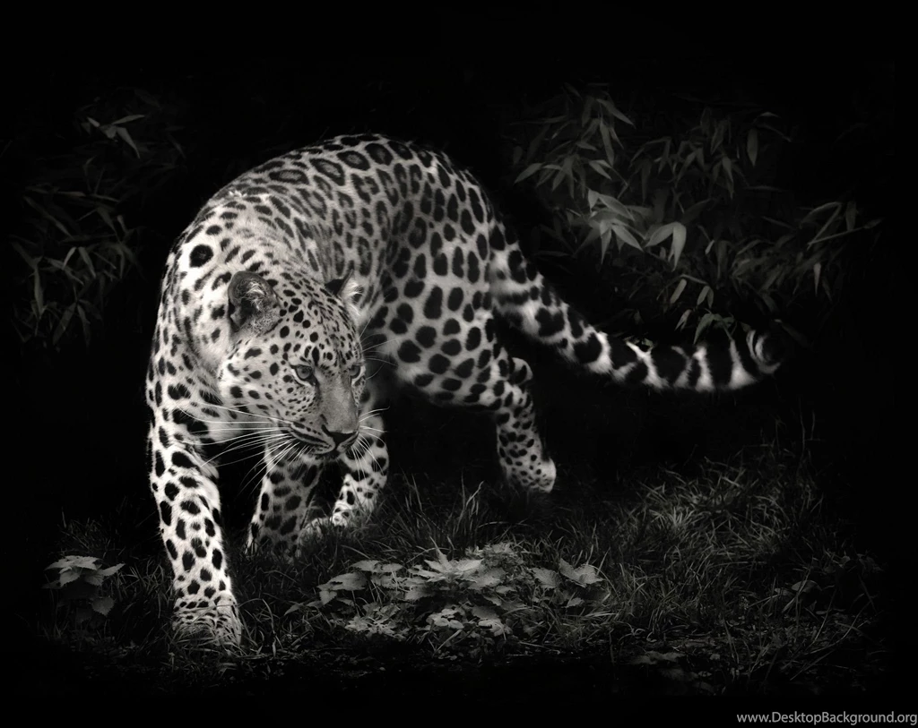 Leopard Wallpapers STAY005