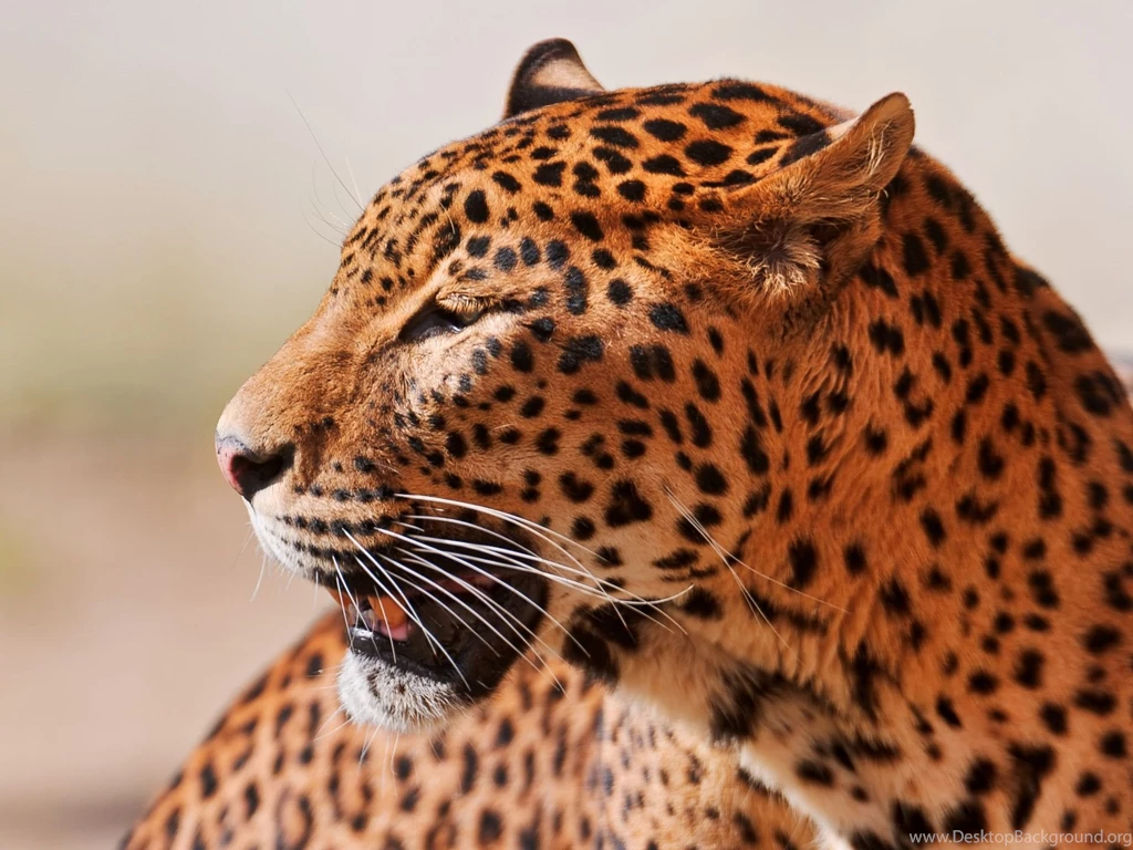 Leopard Wallpapers HD STAY007