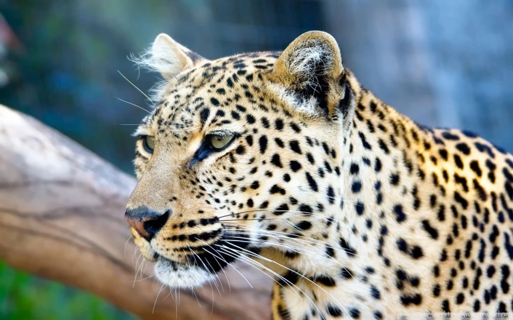 Free Animal HD Wallpaper Backgrounds (154)