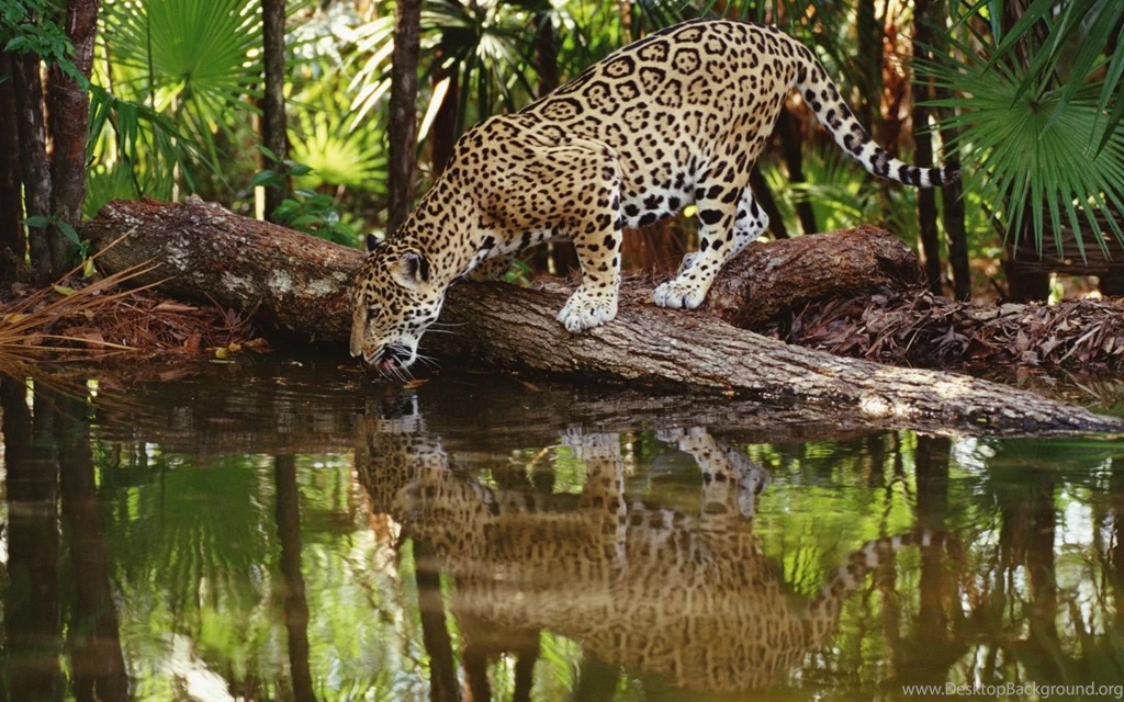 Leopard Wallpapers
