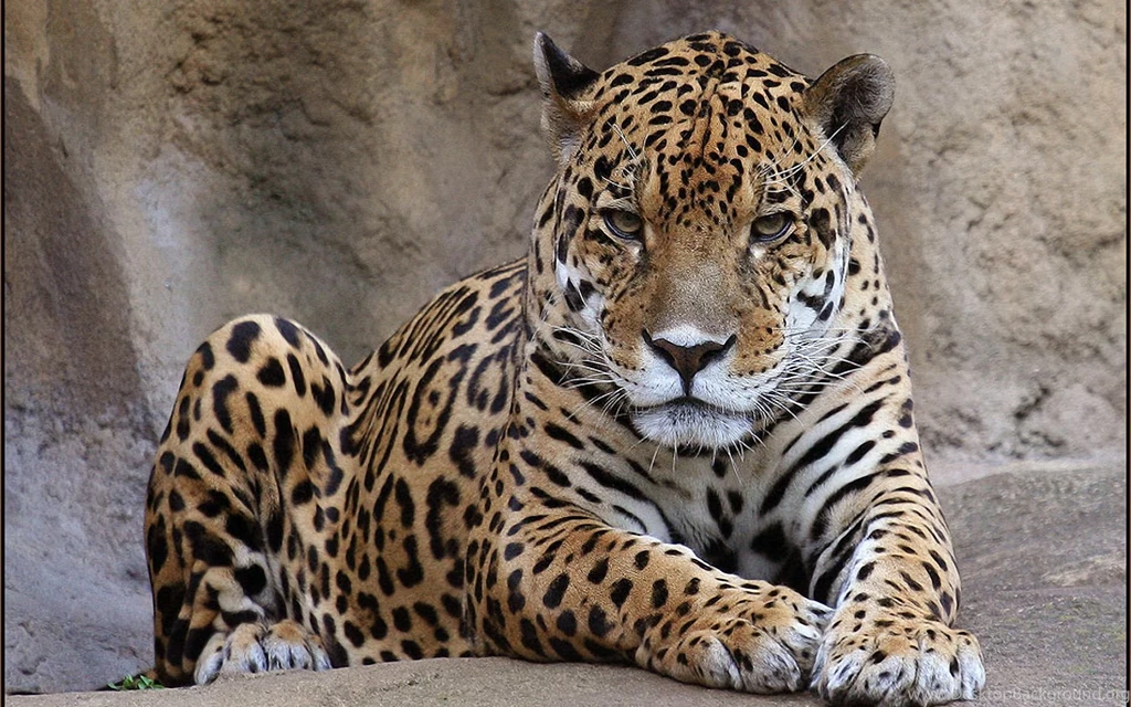 Leopard Computer Wallpapers, Desktop Backgrounds