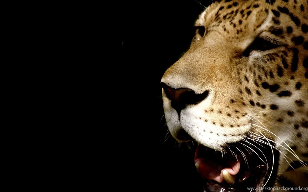 Leopard Wallpapers