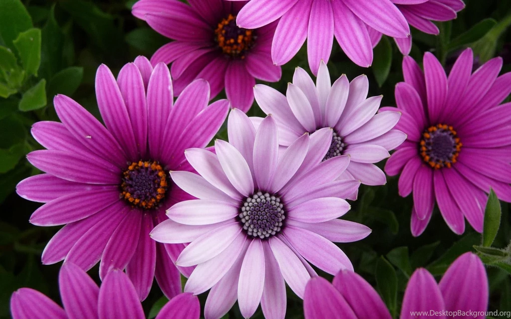 40 Beautiful Flower Wallpapers For Your Desktop