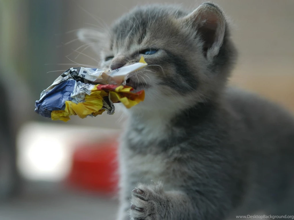 5674 Cat HD Wallpapers