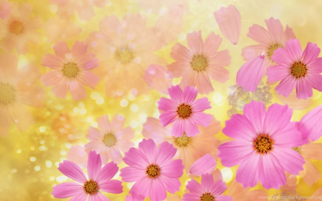 Flower Wallpaper Backgrounds Desktop Backgrounds