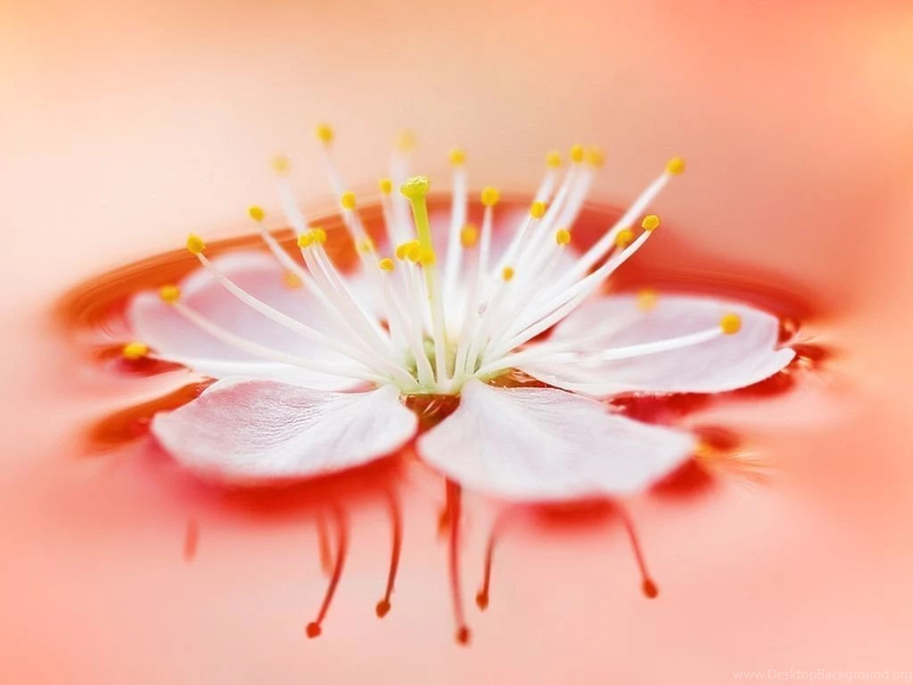Top Simple Flower Hd Wallpaper Images For Pinterest