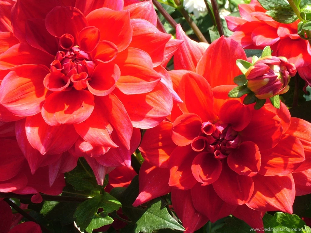 Dahlia Flower Desktop Wallpaper, Dahlia Flower Images, New Wallpapers