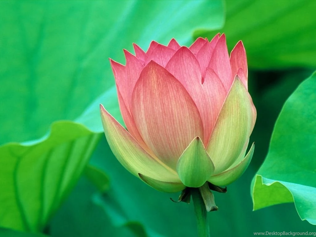 Lotus Flower Desktop Wallpapers