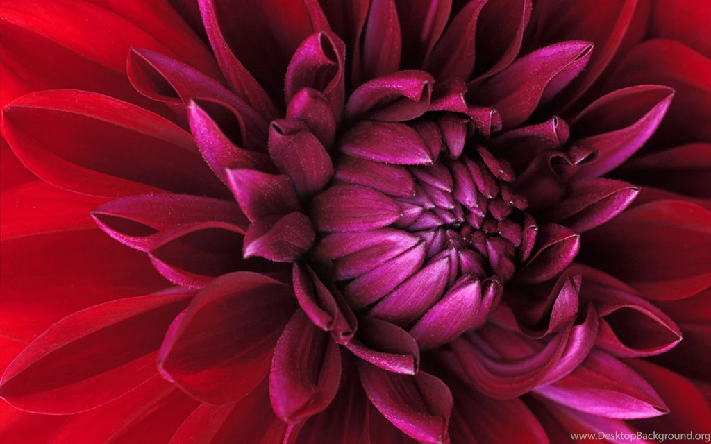Flower, Wallpaper, Nature, Background, Gallery, Desktop (