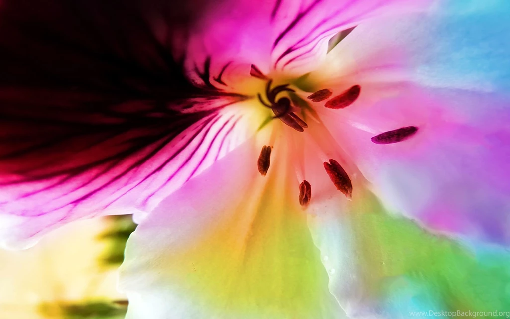 Flower Wallpaper Backgrounds 1648087