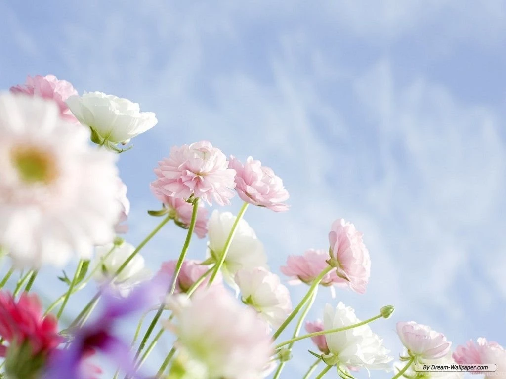Free Wallpapers Free Flower Wallpapers Blooming Flowers 1 ...