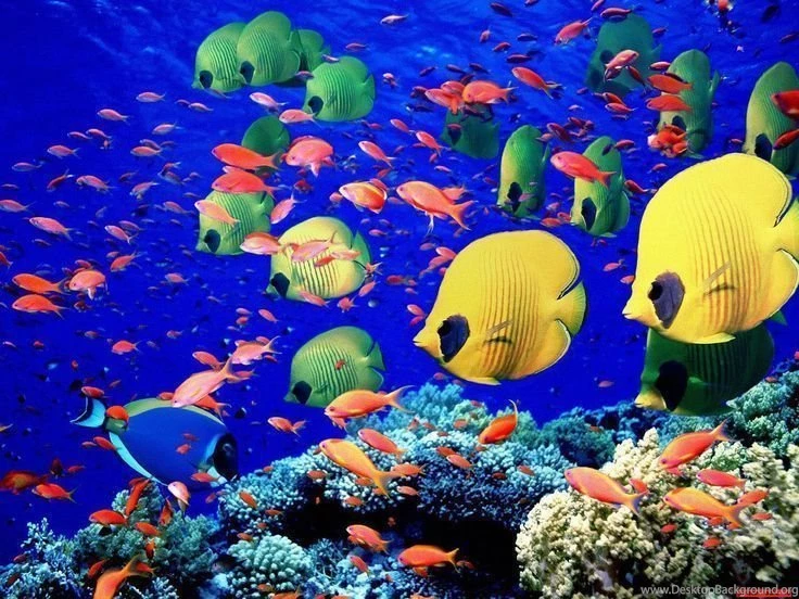 Moving Ocean Desktop Backgrounds