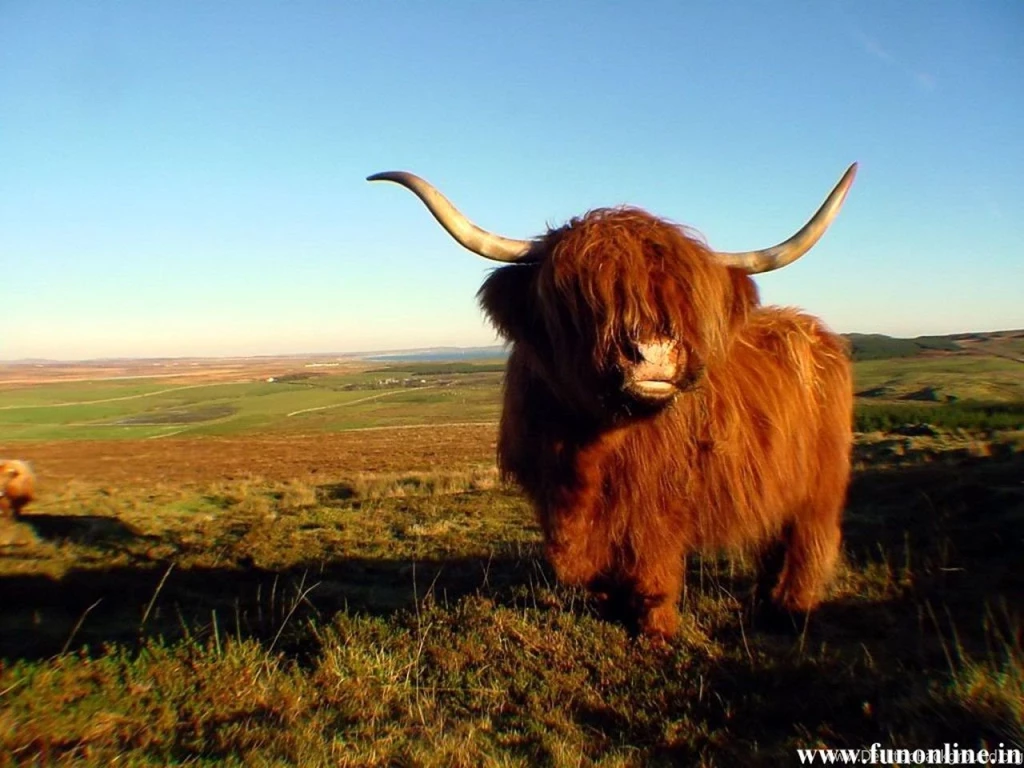 Angry Bull Wallpapers Picturesmaiconlorenzeti