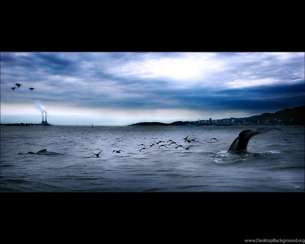 Whales: Large Whale Blue Ocean Birds Clouds Tail Sky Desktop ...