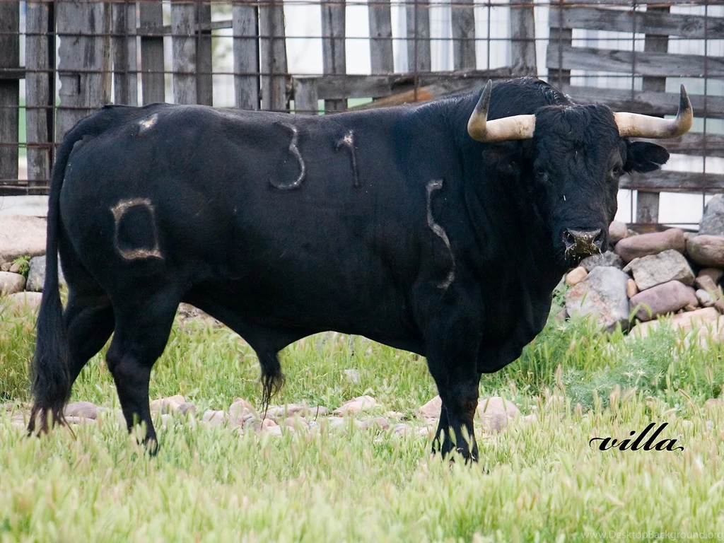 Black Animals Bull Wallpapers
