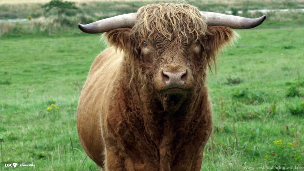 Bull Wallpapers 2/3
