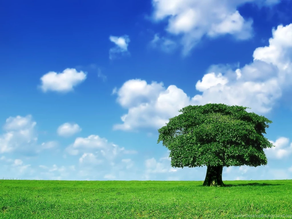 1226 Tree HD Wallpapers