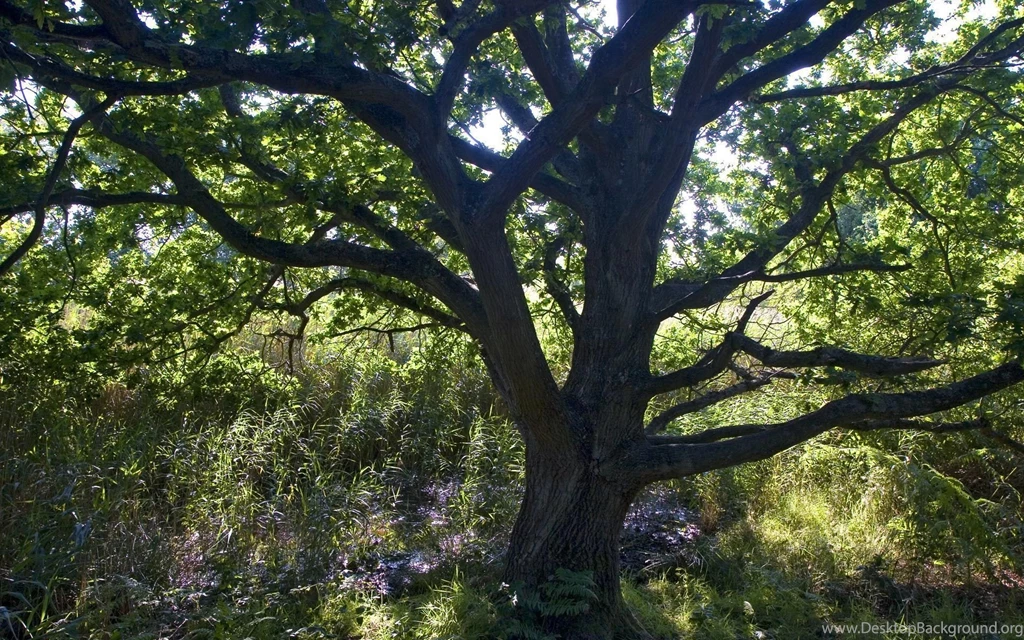Tree Backgrounds Wallpapers 37851