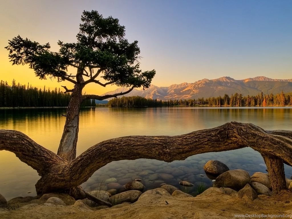 Tarantula Tree Wallpapers, Tarantula Tree Myspace Backgrounds ...