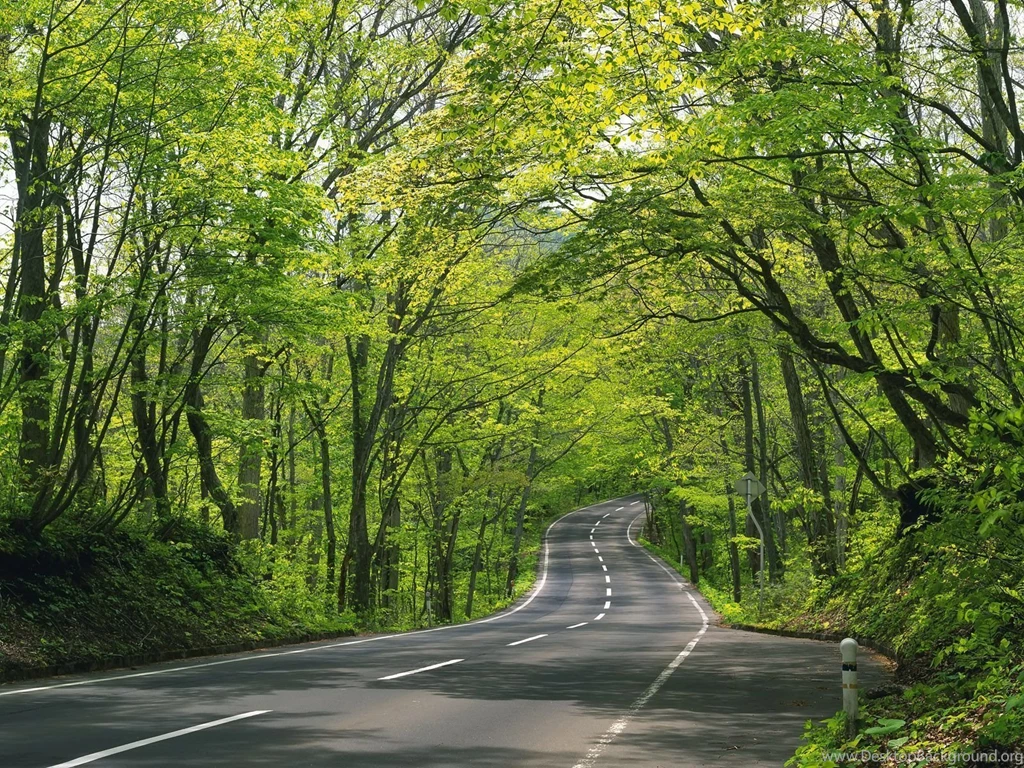 Tree Wallpapers For Walls 2015   Grasscloth Wallpapers