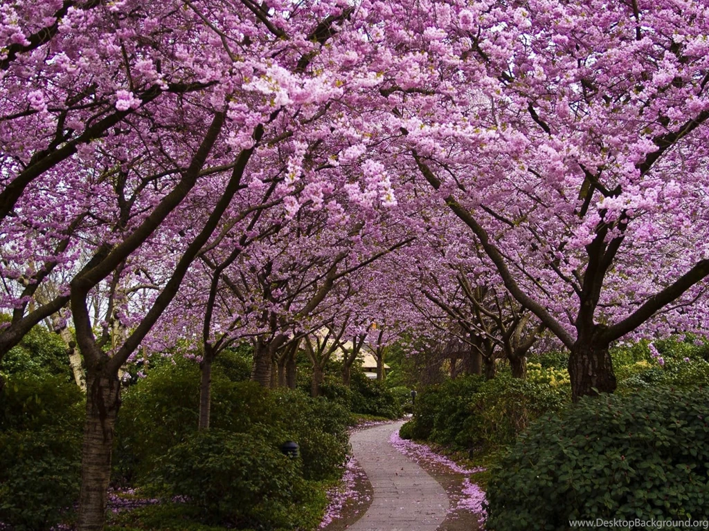 Wallpapers: Cherry Tree