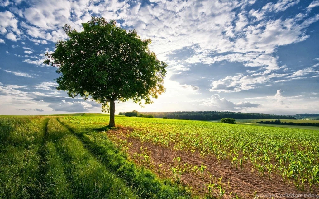 Wallpapers: Lonely Tree Wallpapers