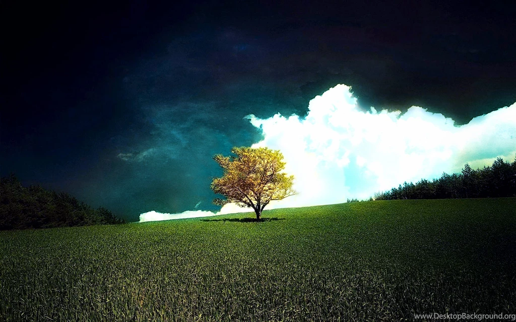 2031 Tree HD Wallpapers