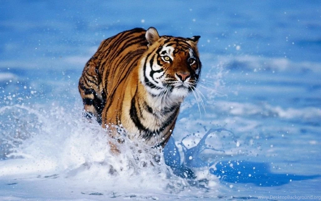 Free Download Hd Wallpapers_hd Wallpaper_download Free Wallpapers