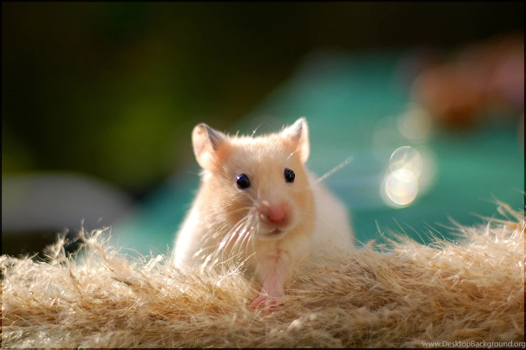 Cute Hamster Wallpapers