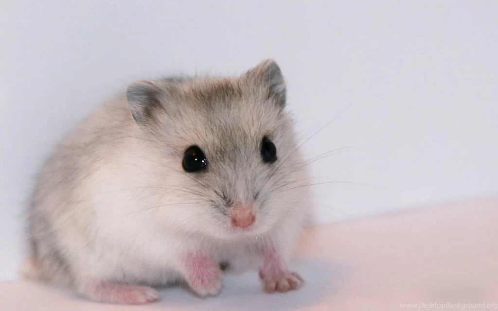 Hamster Wallpapers Full HD Animal Wallpapers PowerballForLife