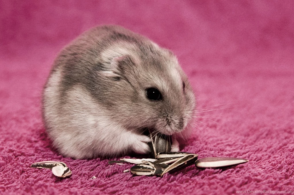 22 Hamster HD Wallpapers