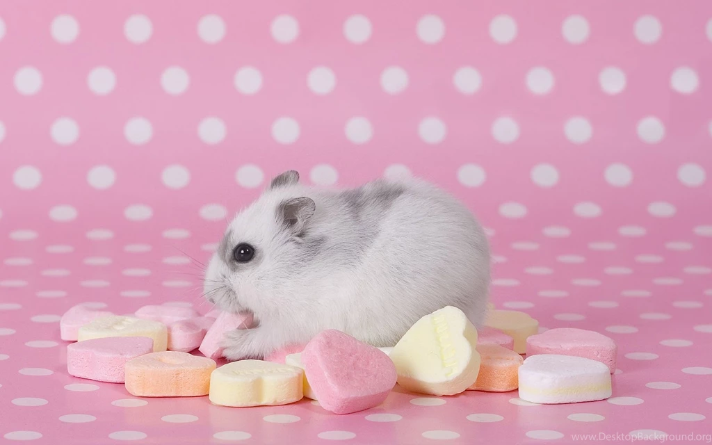File Name Hamster Eating Sweets Animal Hd Wallpapers 1920x1200 8051 ...