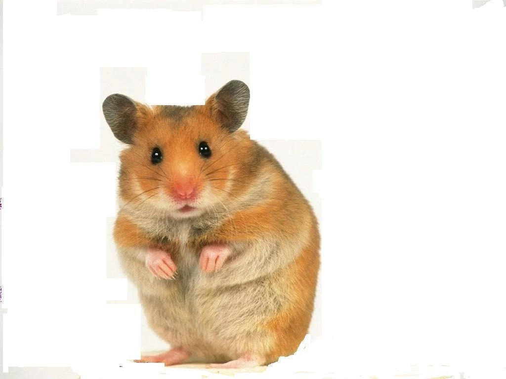 Cute Hamster Hamsters Wallpapers (14115944) Fanpop
