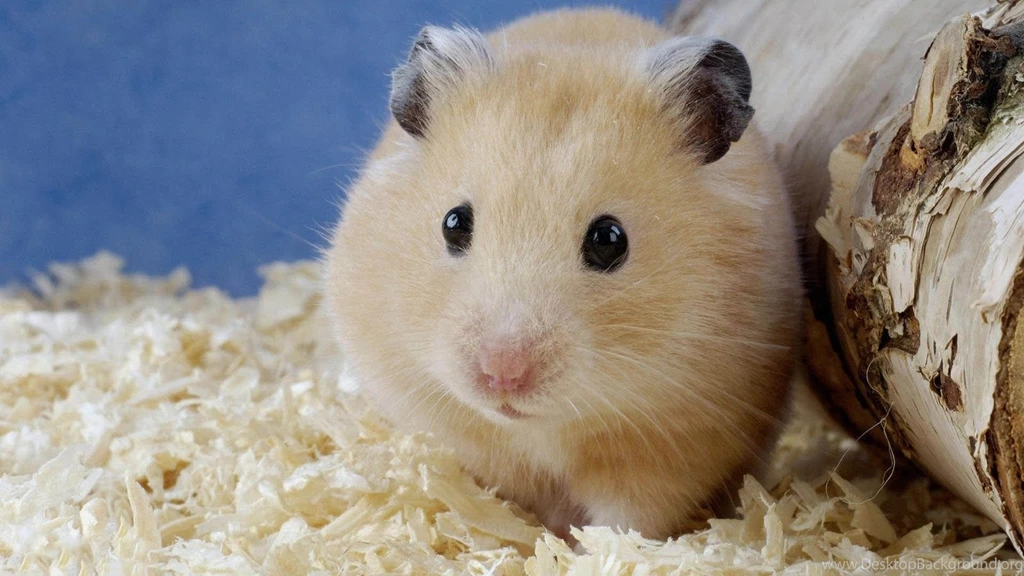 Cute Animal Hamster Wallpaper Backgrounds
