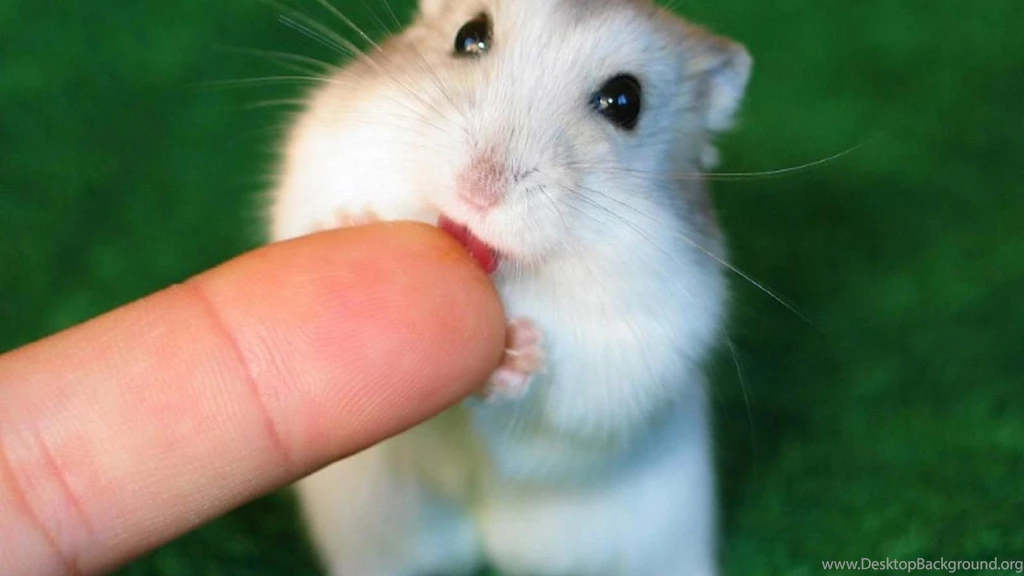 Green Animals Little Ing Tongue Hamster Hd Wallpapers (