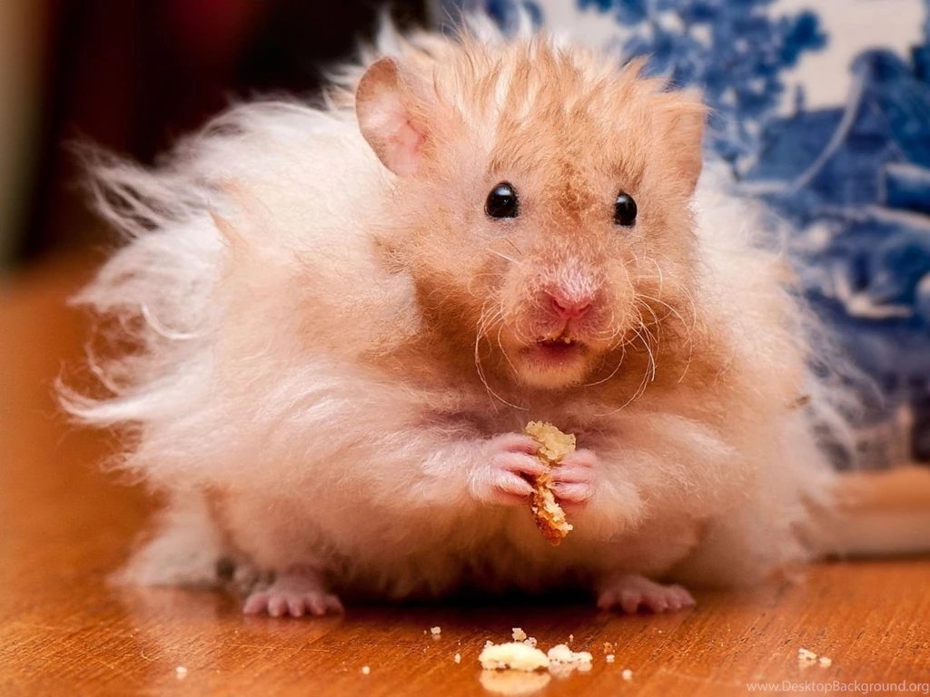 1280x960 Fluffy Hamster Wallpapers