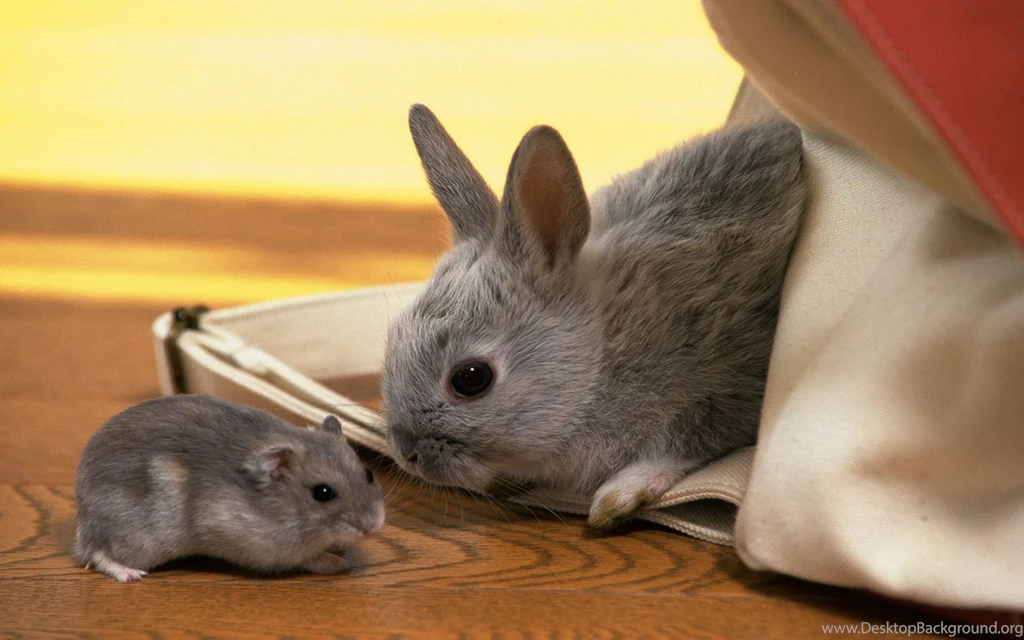 Rabbit And Hamster Wallpapers And Images Wallpapers, Pictures ...