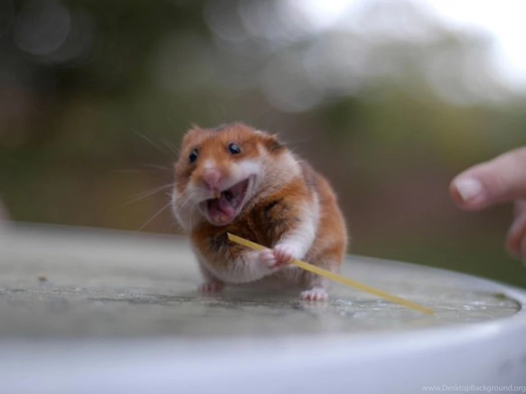 Ninja Hamster Wallpapers Free Ninja Hamster Wallpapers ...