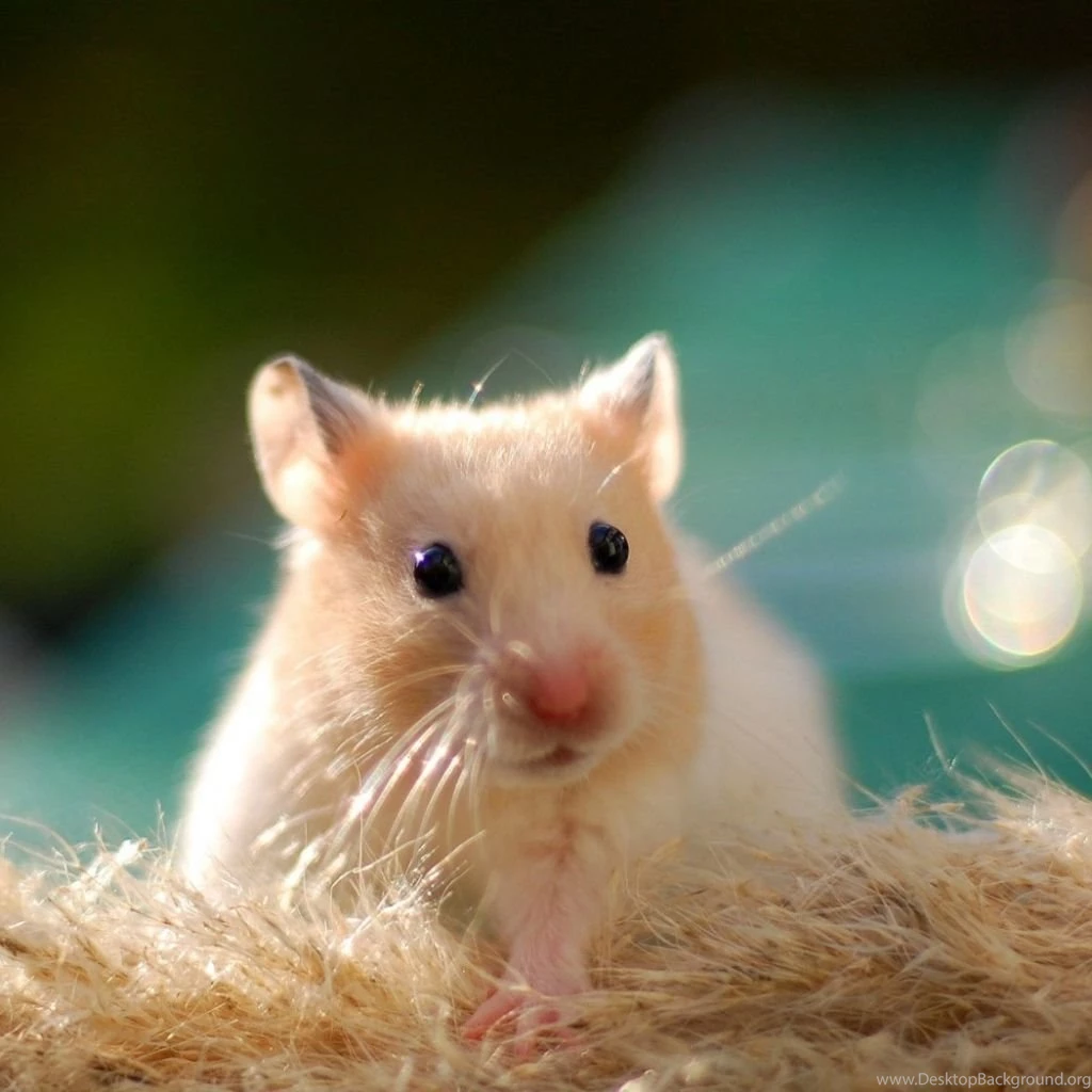 IPad, iPad 2, iPad Mini Hamster Wallpapers HD, Desktop Backgrounds ...