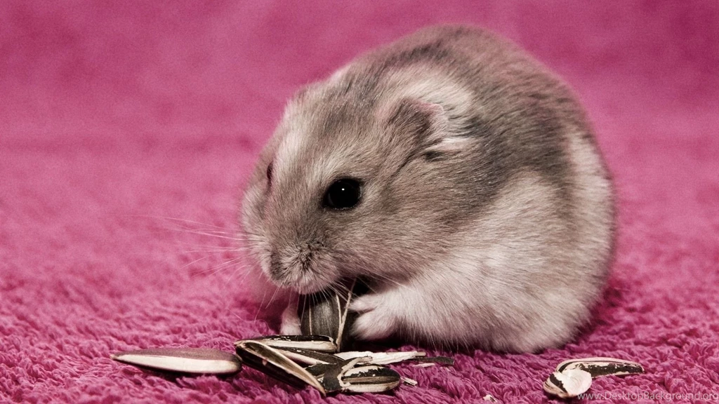 Hamster On A Pink Carpet Wallpapers Free Wide HD Wallpapers